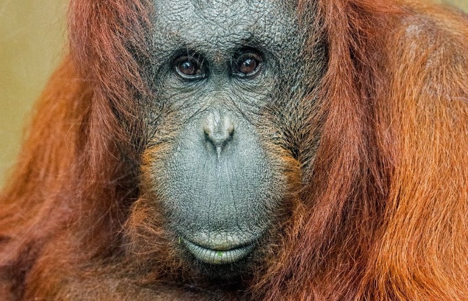 Primate