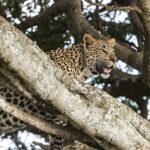 masai mara in kenya