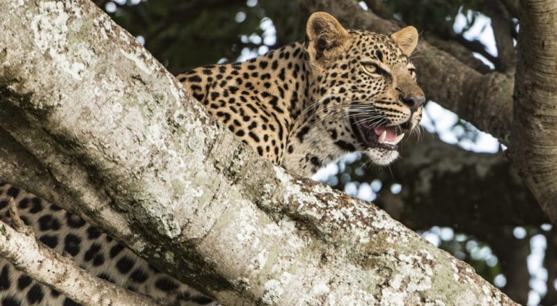 masai mara in kenya