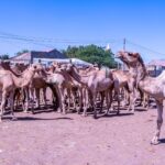 somaliland