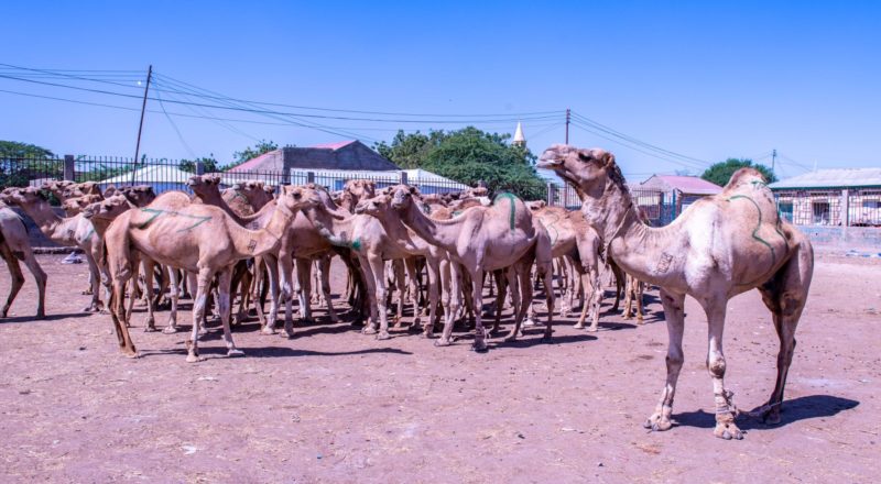 somaliland