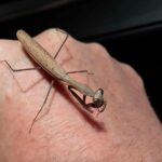 Asian Brown Praying Mantis - Hierodula membranacea