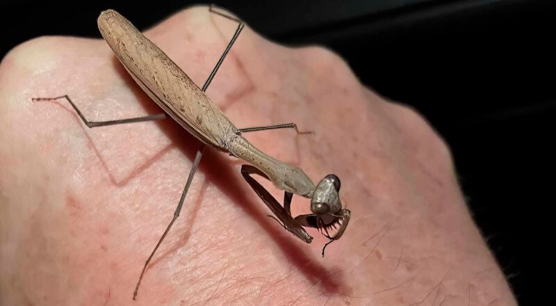 Asian Brown Praying Mantis - Hierodula membranacea
