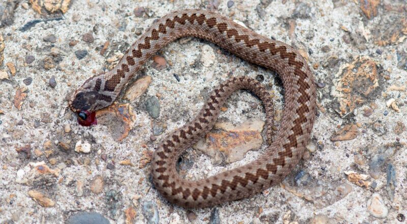 Adder (Vipera berus)
