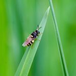 banded general soldier fly