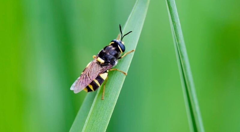 banded general soldier fly