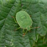 Common green shieldbug (Palomena prasina)