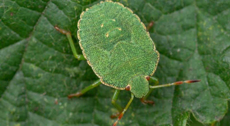 Common green shieldbug (Palomena prasina)