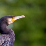 xCormorant (Phalacrocorax carbo)