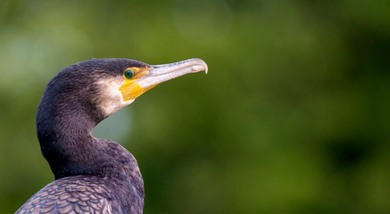 xCormorant (Phalacrocorax carbo)