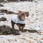 west wittering beach