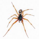 False widow spider (Steatoda Nobils)
