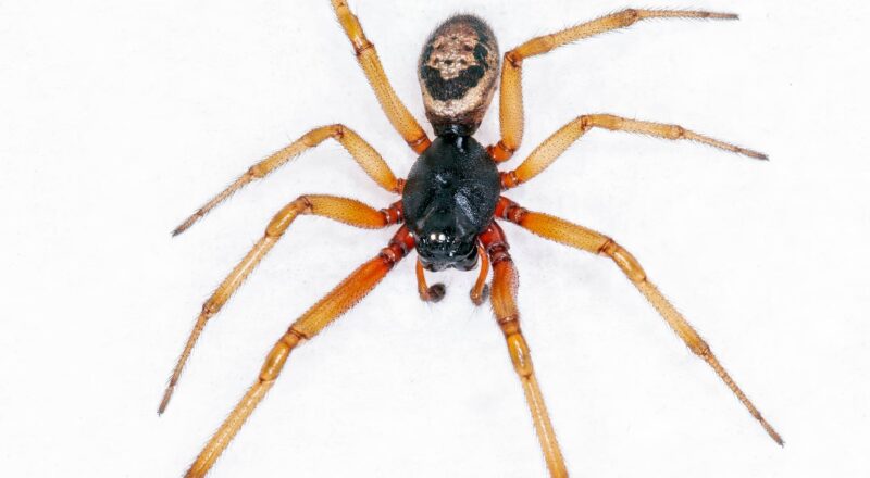 False widow spider (Steatoda Nobils)