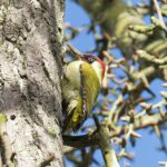 Green woodpecker (picus viridis)