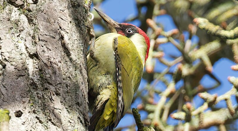 Green woodpecker (picus viridis)