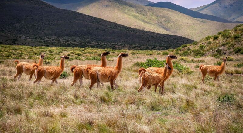 salta
