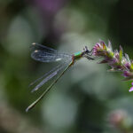 Willow emerald damselfly