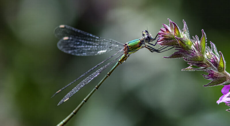 Willow emerald damselfly