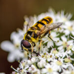 Myathropa florea