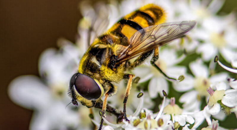 Myathropa florea