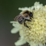 Common carder bumblebee (Bombus pascuorum)