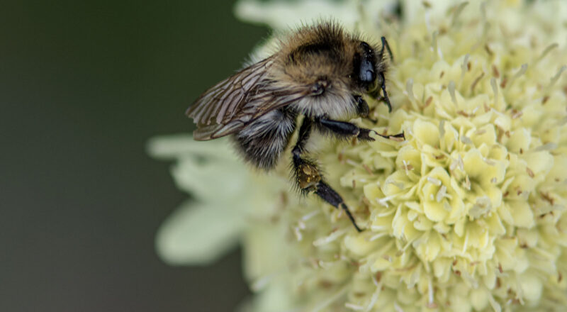 Common carder bumblebee (Bombus pascuorum)