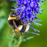 Buff-tailed bumblebee (Bombus terestris)