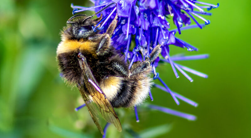 Buff-tailed bumblebee (Bombus terestris)