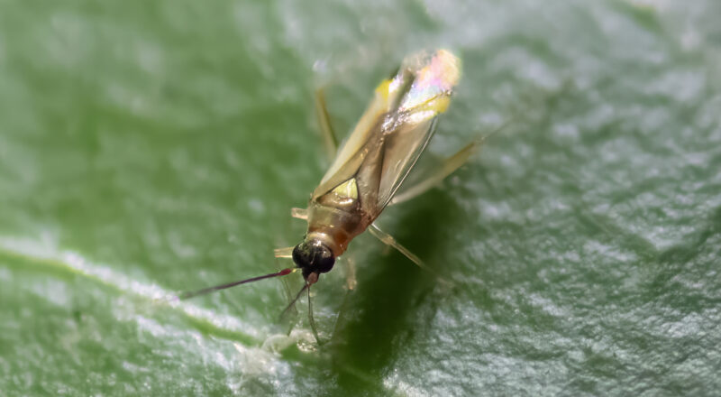 Campyloneura virgula