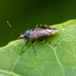 Deraeocoris flavilinea