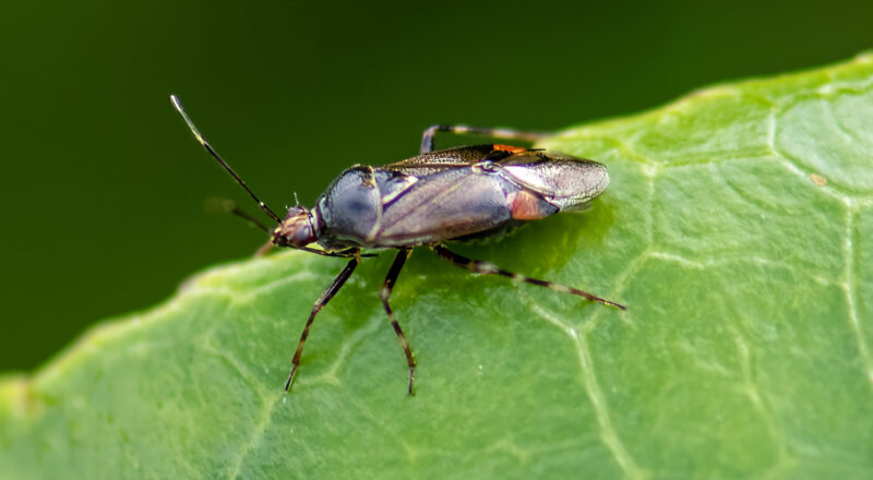 Deraeocoris flavilinea