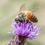 Honey bee (Apis mellifera)