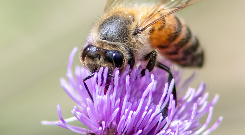 Honey bee (Apis mellifera)