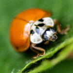 Ten spot lady bird (Adalia decempunctata)