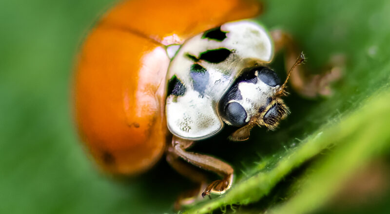 Ten spot lady bird (Adalia decempunctata)