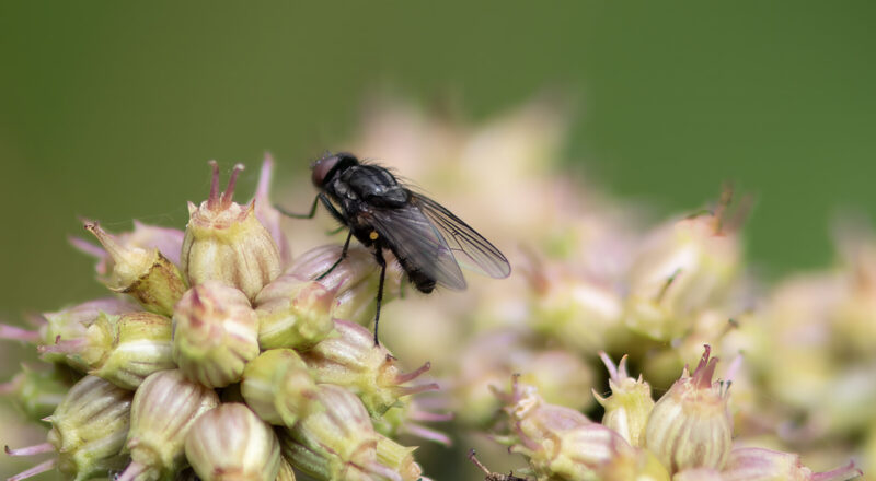 Muscina levida