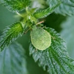 palomena prasina - common green shieldbug