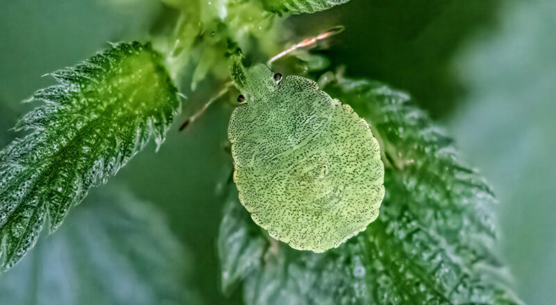 palomena prasina - common green shieldbug