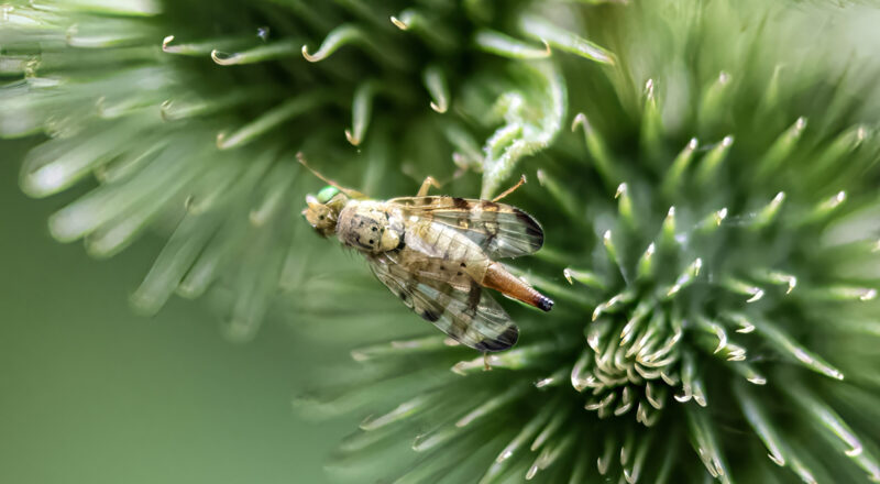 xyphosia miliaria