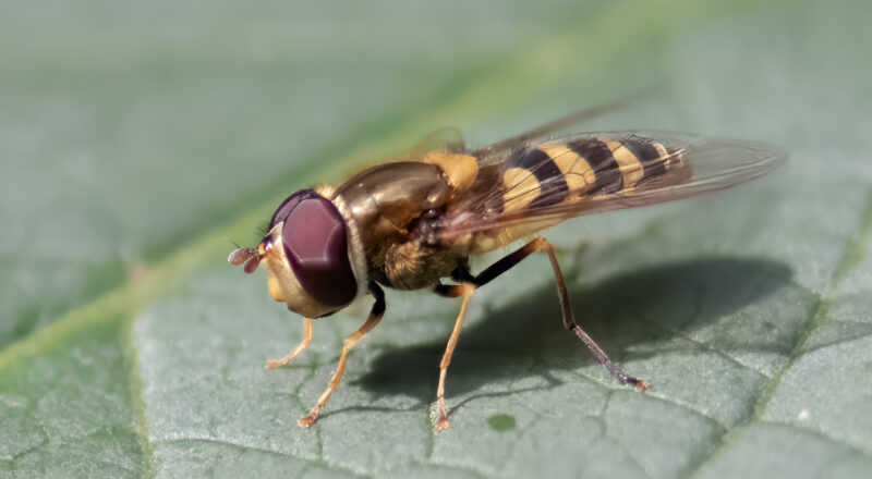 Syrphus vitripennis